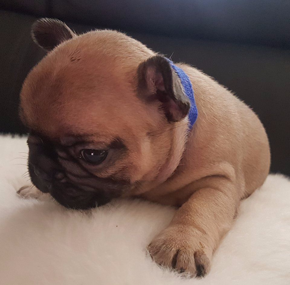 Du Clos D'Hendy Paradys - Chiots disponibles - Bouledogue français