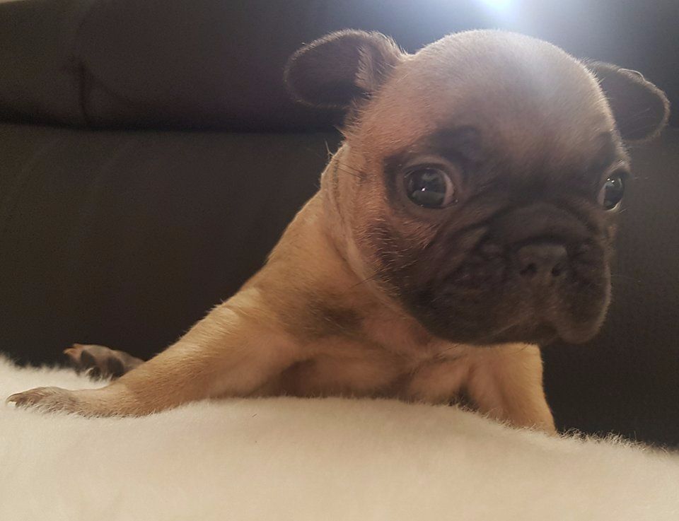 Du Clos D'Hendy Paradys - Chiots disponibles - Bouledogue français